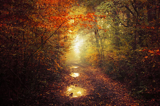 Autumn Walk XLIII.